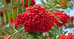 Vogelbeere Prachtiger Herbstschmuck Pflanzen Eberesche Beeren