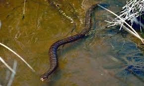 Black And White Striped Snake Texas Northern Water Snake On Lake Jocassee Photo Courtesy Of Www Jocasseelaketours Com Animals Wild Wild Animals Pictures Image