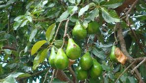Image result for iron deficiency in trees