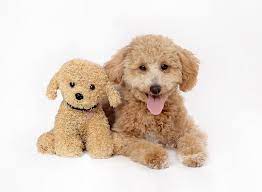 Doodle Puppy Doodle Puppy Puppies Animals