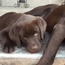 The following names, to some extent, reflect this character trait. 505 Names Perfect For Labrador Dogs Cuteness