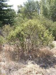 Image result for Commicarpus pilosus