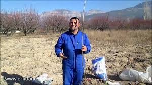 Kiraz ağacı hem ilk baharda hem de son baharda dikilebilir.peki hangisini tercih etmelisiniz.bunun için en iyi seçenek son bahardır.eylül veya ekimin başı gibi dikim yaptığınızda fideleriniz son bahara dayanaklı. Asili Meyve Fidani Dikim Zamanlari Neledir Youtube