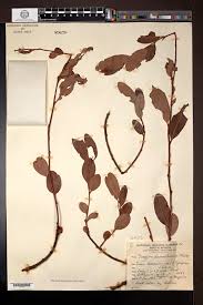Image result for Diospyros chamaethamnus