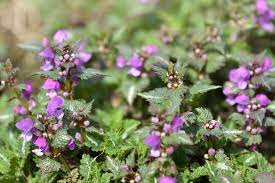 Great prices and selection of tall plant. 30 Best Plants With Purple Flowers