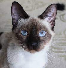 Available For Adoption Purebred Cats Cats Cat Adoption