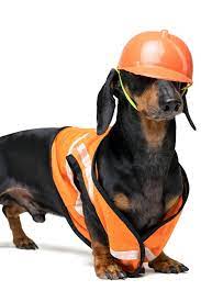 Dog Builder Dachshund In An Orange Construction Helmet Isolated On White Background Schattige Dieren Dieren Schattig