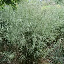 Image result for Deschampsia