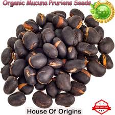 Image result for Mucuna pruriens