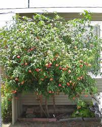 Abutilon tiger eye flowering maple in bloom. Plantfiles Pictures Abutilon Flowering Maple Tiger Eye Abutilon By Hannah82 Cool Plants Patio Tree Florida Gardening