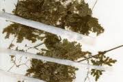 Image result for Selaginella goudotiana