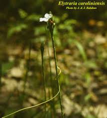 Image result for Elytraria