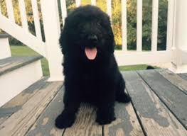 We did not find results for: Zenia Bernedoodle For Sale In Canton Ohio Classified Americanlisted Com