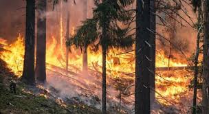 La exposición de los seres vivos a un incendio puede producir daños muy graves hasta la muerte. Incendios Forestales Y Su Afectacion A Las Aguas Iagua
