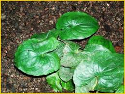 Image result for Cyanastrum johnstonii