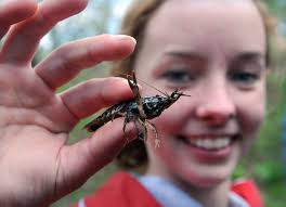 PHOTOS: Hudson students stock trout in Northborough