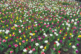 We did not find results for: Sea Of Tulips Spring Floral Background Netherlands Countryside Tulips In Garden Magic Spring Landscape With Flowers Amazing Tulips Field In Holland Relax And Stress Management Tulips In Spring Stock Photo Picture And