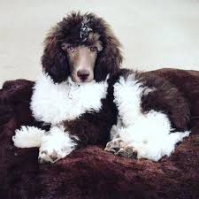 Black And White Parti Toy Poodle Brown White Tuxedo Parti Poodle Mizzelle S Standard Poodles Dog Training Dog Behavior Easiest Dogs To Train