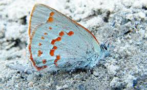 Image result for Alectra picta