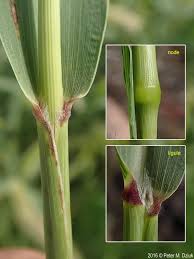 Image result for Setaria grandis