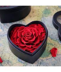 وردة أبدية قلب احمر rose plants