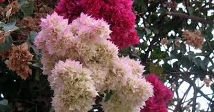 Double Delight Bougainvillea