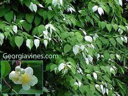 Actinidia Polygama Silver Vine 10 Seeds Vines Buy Plants Climbing Vines