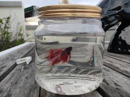 Betta Fish Crown Tail Variant Buy Now Singapore Our First Floor