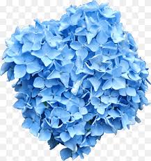 We did not find results for: Blue Color Flower Frise Blue Color Flower Png Pngwing