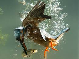 If there is a little tic or flap sound or feel while retrieving, look down and catch that potential pileup early. Kingfisher Captured Catching Fish At Bottom Of River In New Photographs The Independent The Independent