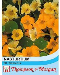 Shop flower plants for winter season, indoor home with the increasing demand of these plants over the years, we have come up with quick delivery options which allows you to send annual flowering. Nasturtium St Clements Indian Cress Half Hardy Annual Flowers Summer Autumn Flowering Garden Plants Grow Your Own 1 X Seed Packet 25 Seeds Nasturtium St Clements By Thompson And Morgan Amazon Co Uk Garden