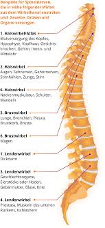 Der atlaswirbel ist das zentrale element der sogenannten kopfgelenke. Atlaslogie Allgau Kaufbeuren Kempten Mindelheim Marktoberdorf Schongau Fussen