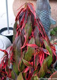 Image result for Acalypha psilostachya