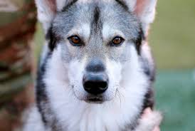 Nc state's first live mascot, state. Nc State Football Tuffy Ii Dog Mascot Dies Of Heart Disease Raleigh News Observer