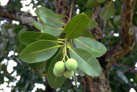 Image result for Calophyllum inophyllum
