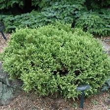 Image result for Habenaria magnirostris