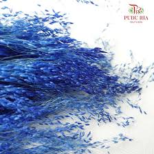 Image result for Agrostis products