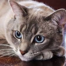 Check spelling or type a new query. Light Gray Kitten With Blue Eyes Novocom Top