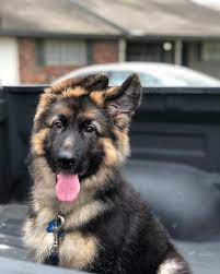 Gsd Puppy Zeus German Shepherd Training German Shepherd Puppies German Shepherd Dogs