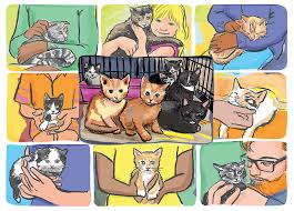 When you visit the shelter, you can spend some quality. Adopting A Cat Albuquerque Journal