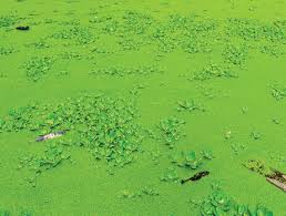 Image result for Wolffia