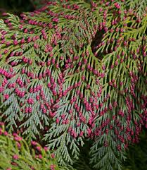 Image result for Viscum shirense