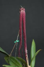 Image result for Bulbophyllum vulcanicum