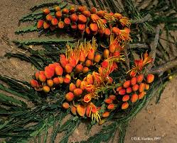 Image result for Acacia rovumae