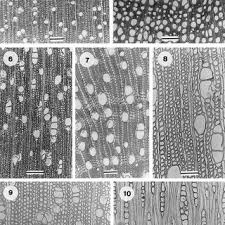 Image result for Triainolepis sancta