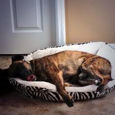 Image result for sharon hooijkaas