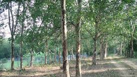 Getah daun jarak punya manfaat luar biasa untuk kesehatan, misalnya untuk penyakit yang kesannya ringan namun cukup mengganggu. Sitnoolo Blogspot Com Tips Tanaman Getah Penyakit Pokok Getah Part 4 Sitnoolo Blogspot Com Sitnoolo Blogspot Com Sitnoolo Blogspot Com