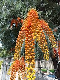 Image result for Rytigynia ruwenzoriensis