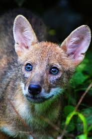 Too Cute Indian Jackal Rare Animals Weird Animals Animals Beautiful