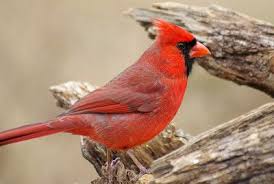 Big Black Birds In Georgia How To Identify Wild Birds In Georgia Birds Of Georgia Identifying Birds Backyard Birds